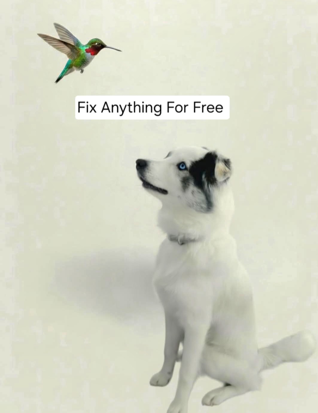 Fix Anything For Free logo — a friendly white dog looking up at a hummingbird